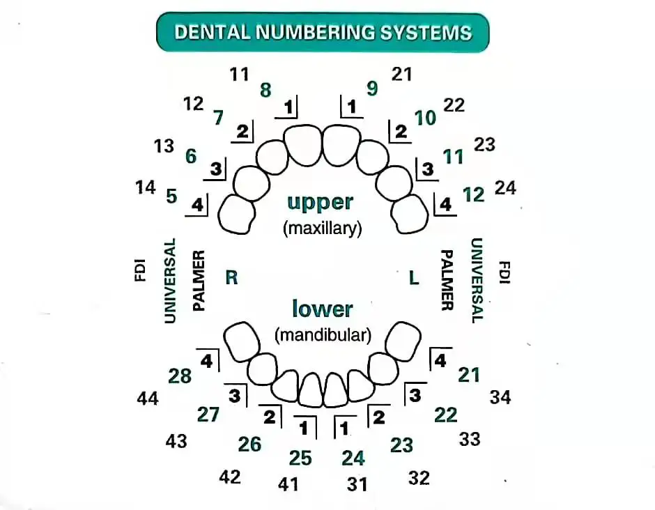 Molde dental para folheados de - Teeth Whitening Moulds avaliação e preço